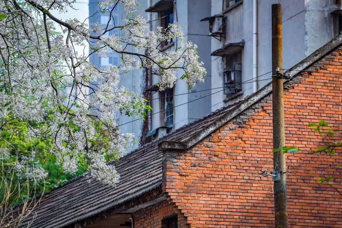 民主村的标志红砖房与盛开的苦楝花构成一道美丽风景（资料图）。曹鸣鸥 摄