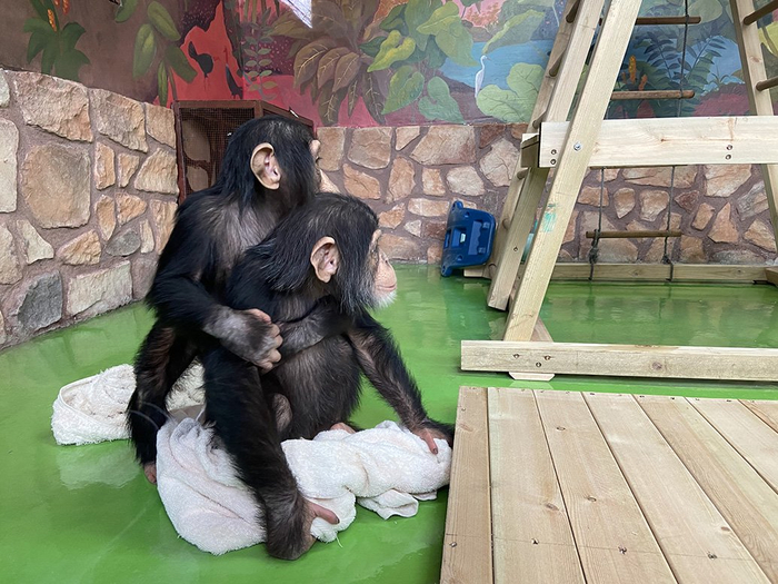 上海野生动物园开启新春模式这些动物萌娃首次和游客见面