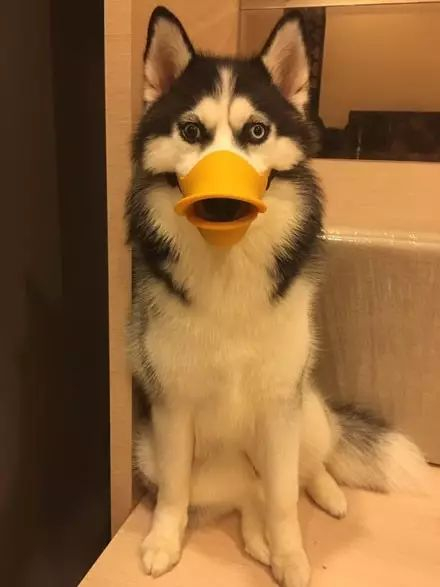 网友给哈士奇买了个止犬器,下一秒狗子就变成了这样,哭笑不得了!