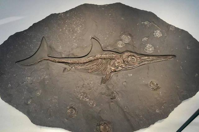 一件名为"喇嘛洞黄昏翼龙"的化石吸引不少观众驻足.