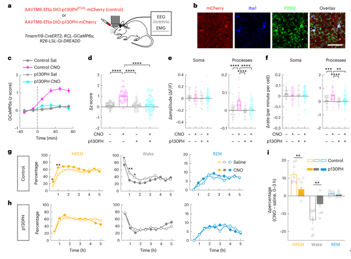 Nat Neurosci:加州大学丹扬院士团队报道小胶质细胞调节睡眠的新机制__财经头条__新浪财经