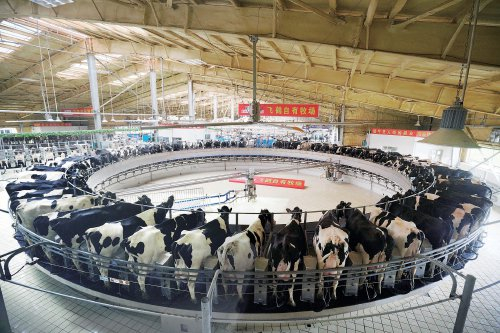 　　奶企里的挤奶转盘。　资料图