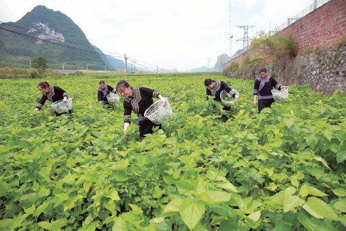 　　鑫缘集团员工在广西基地采摘桑叶。　陈忠立　摄
