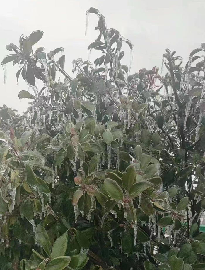 车窗外的树上、铁路两边的栏杆上都是“冰溜子”。 受访者供图