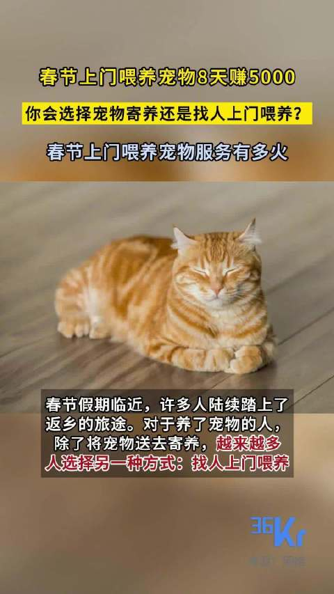 春节宠物上门喂养服务火爆年轻人赚取额外收入