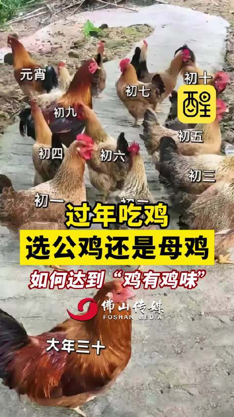 过年吃鸡,选公鸡还是母鸡?__财经头条
