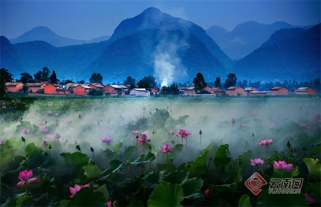 《清香雾荷》 郁日明 摄