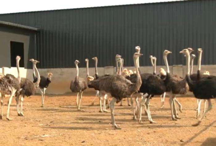 乡村行看振兴鸵鸟鸵起致富梦塞北小城山西天镇特色养殖兴村富民