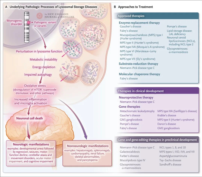 n-乙酰-l-亮氨酸:神经退行性病的新希望|尼曼_新浪新闻