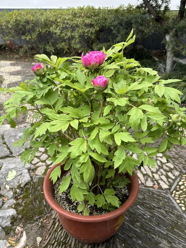 春节还没到,无锡的牡丹花就开了?真实情况是……__