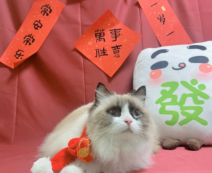 ▲给爱猫拍新年照片 资料配图