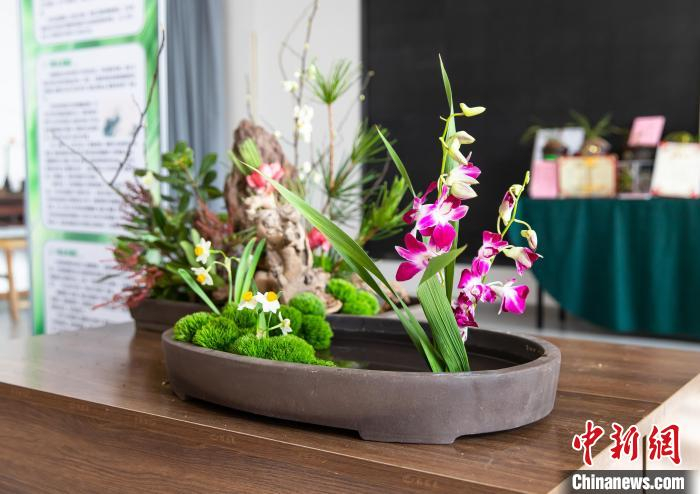 天津首届兰花展——"津沽兰艺迎新春兰花展"开幕|兰花|兰艺|春兰_新浪