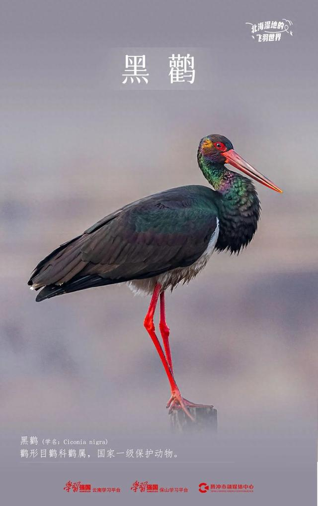 北海湿地的飞羽世界 | 黑鹳:身着黑色礼服配五彩丝巾的"优雅人士"|北