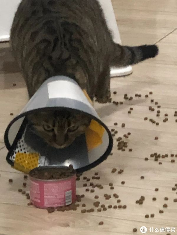 这才发现戴圈期间,她吃东西是无法自理的.