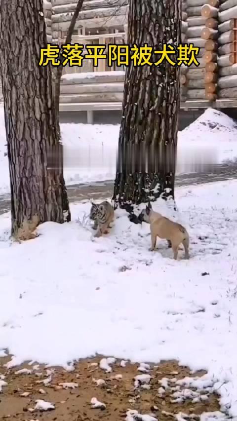 虎落平阳被犬欺 配图图片