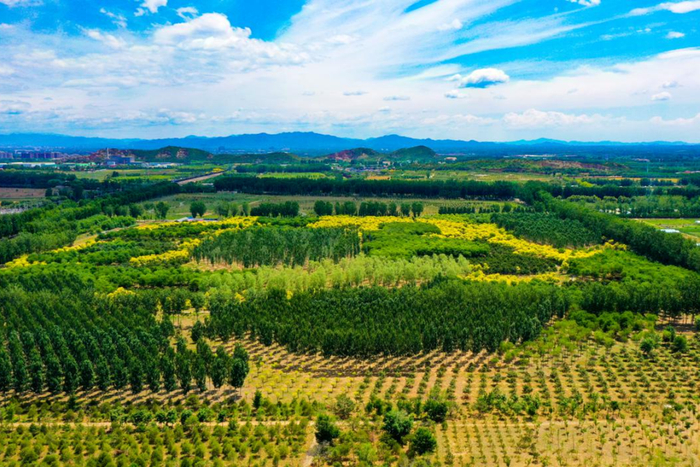 顺义区以林长制为抓手推动集体林场建设。（资料图）