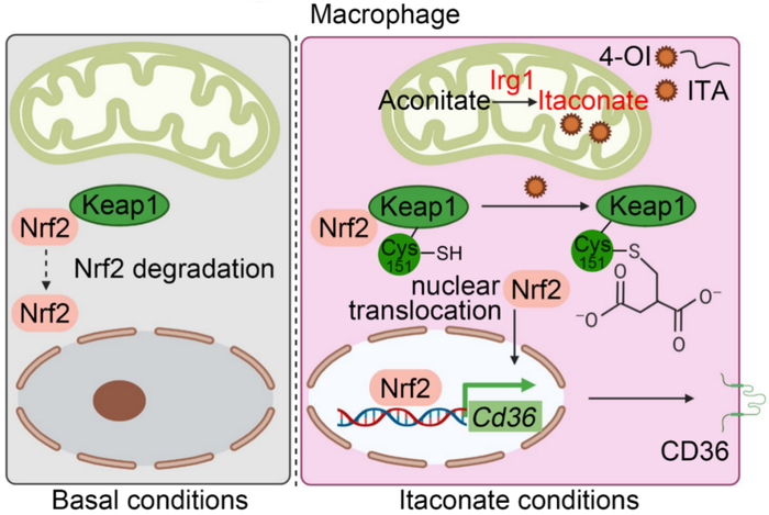 ebiomedicine李纤杨菲团队揭示调控巨噬细胞改善脑出血等疾病的新机制