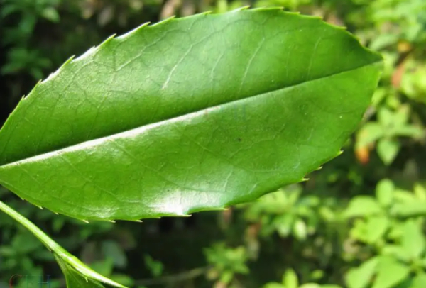 【植被地理】硬叶林的蜡质叶片和阔叶林的革质叶片到底有啥不同,做题