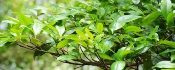 【植被地理】硬叶林的蜡质叶片和阔叶林的革质叶片到底有啥不同,做题