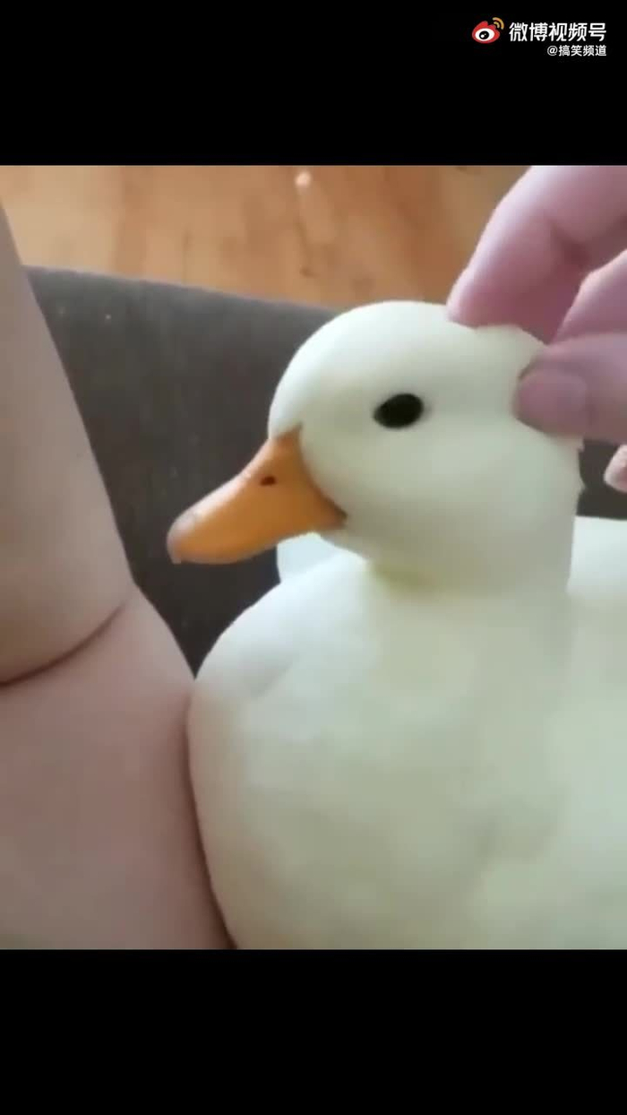 这小鸭子也太可爱了吧__财经头条