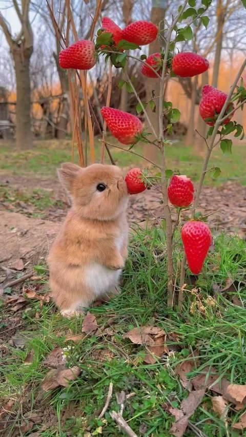 小兔子吃草莓,又萌又可爱!