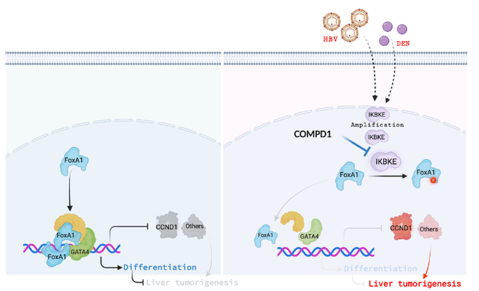 sciadv中山大学郭剑平许丽霞谢伟等合作发现肝细胞癌的治疗新靶点