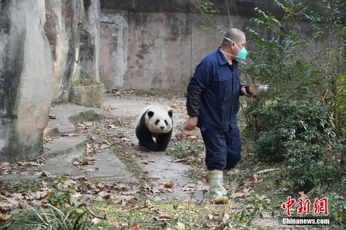 大熊猫花花一路小跑，跟在饲养员谭爷爷身后。