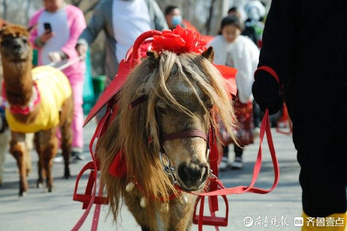 萌宠巡游小分队中矮马,川马,羊驼等萌宠齐上阵,游园会在舞蹈中拉开