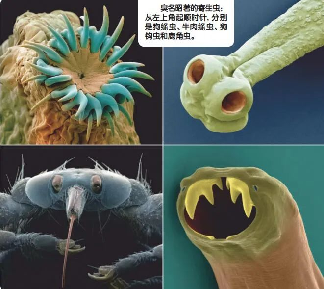 救救寄生虫