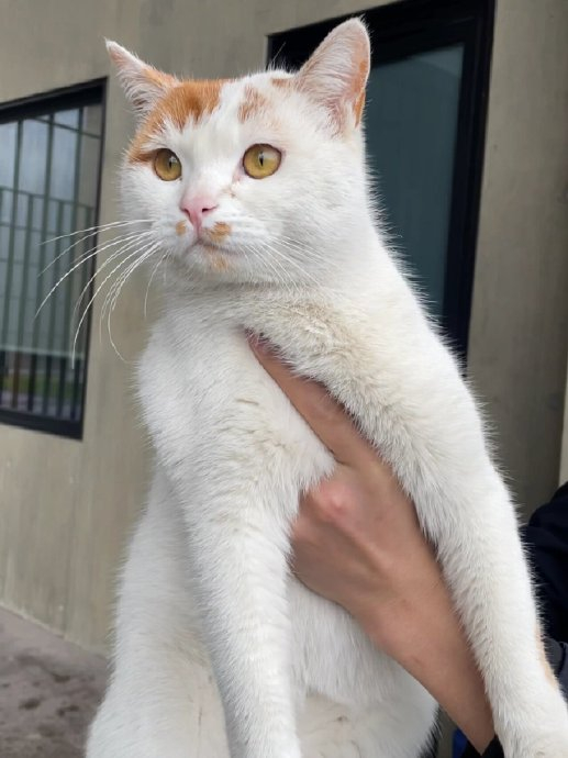 99 杭州国家版本馆|肖战|猫_新浪新闻