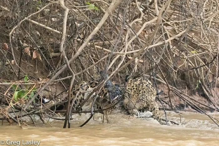 龙虎斗大猫0404今儿开罐头