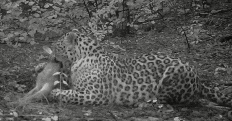 龙虎斗大猫0404今儿开罐头