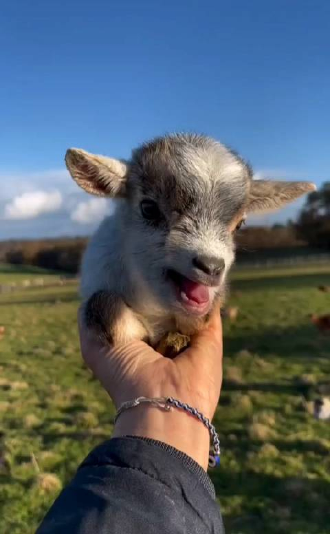 这羊宝宝也太可爱了吧