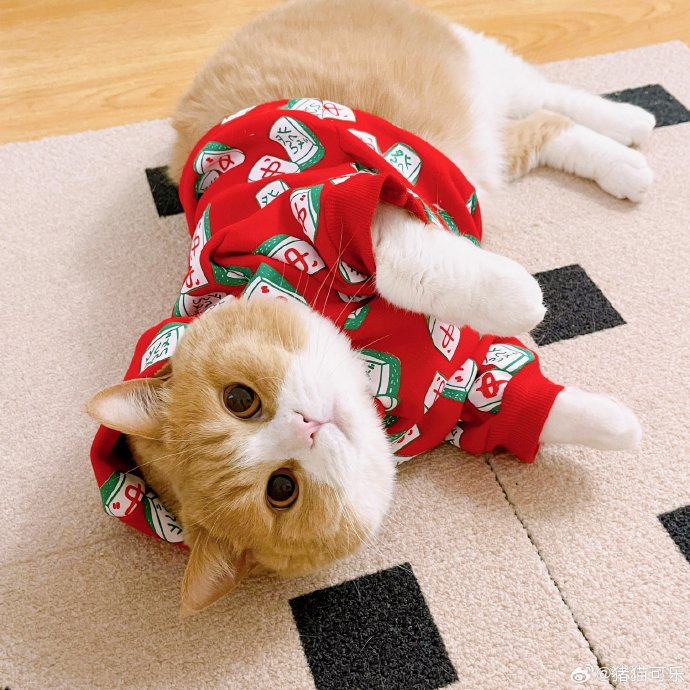 萌宠小胖熊带来新春喜庆|熊_新浪新闻