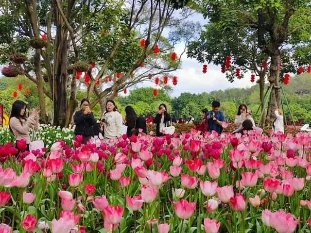 2月10日，游客在南宁青秀山赏花。孟萍 摄