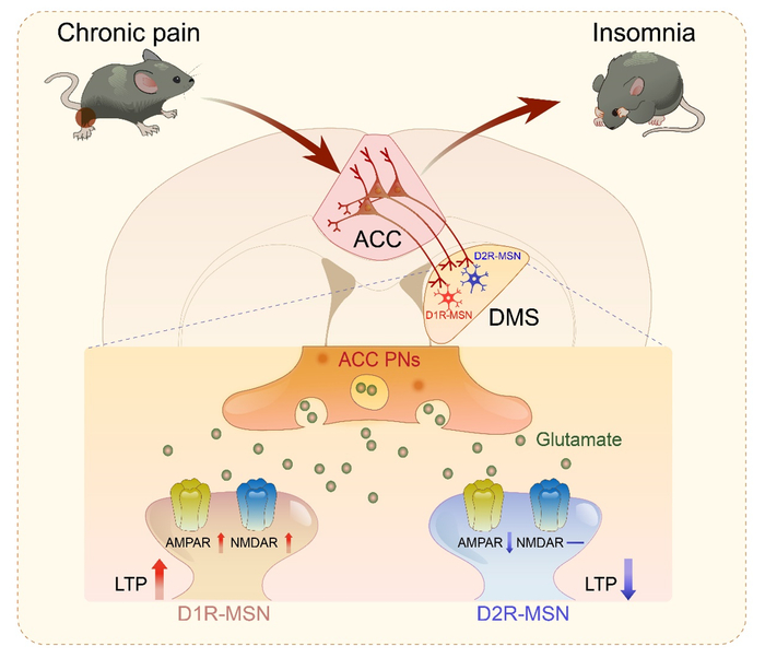 neuron复旦大学黄志力上海交大李亚东联合报道疼痛性失眠
