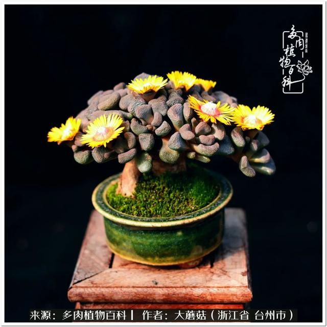 当然能做盆景的不止鹿角海棠,还有春琴玉,唐扇,枝干番杏,这些皮实的