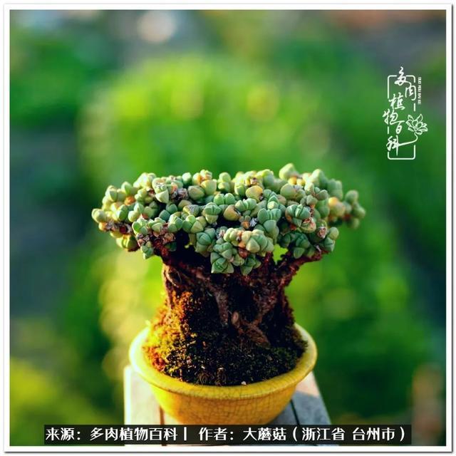 大蘑菇的鹿角海棠微盆景修剪及造型分享|蘑菇_新浪新聞