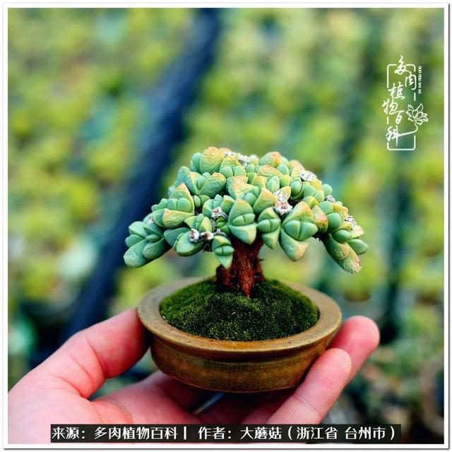 当然能做盆景的不止鹿角海棠,还有春琴玉,唐扇,枝干番杏,这些皮实的