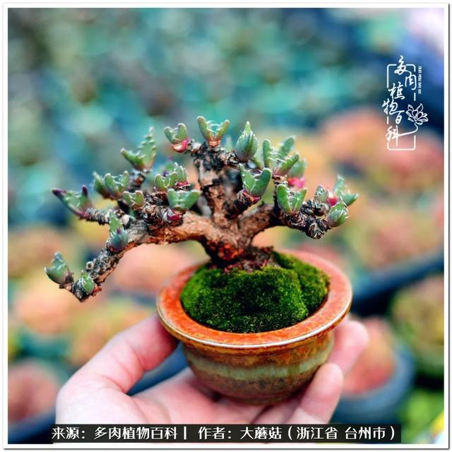 当然能做盆景的不止鹿角海棠,还有春琴玉,唐扇,枝干番杏,这些皮实的