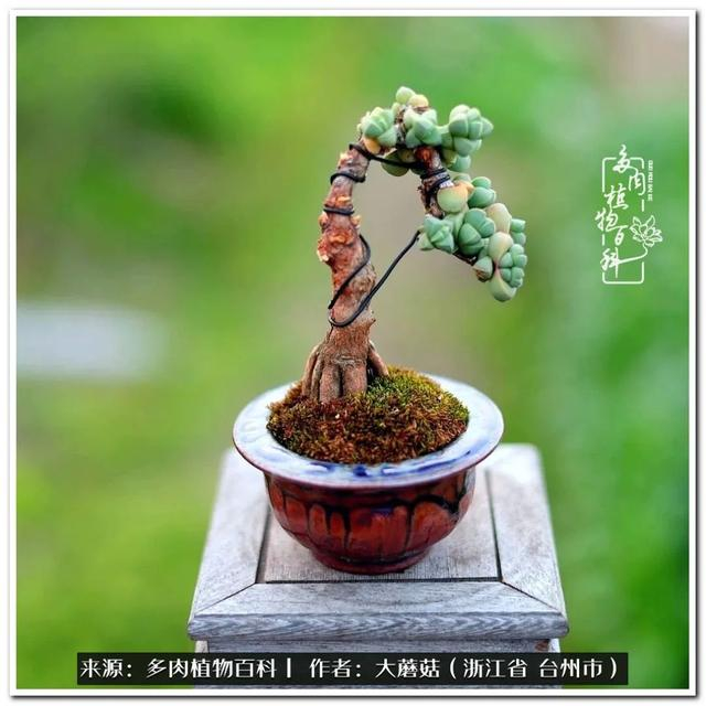 大蘑菇的鹿角海棠微盆景修剪及造型分享|蘑菇_新浪新闻