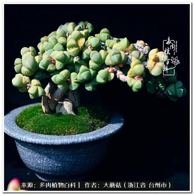 大蘑菇的鹿角海棠微盆景修剪及造型分享|蘑菇_新浪新闻