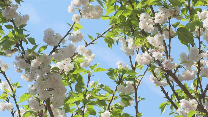 (过大年 请到中山来)打卡好去处!坦洲300多棵樱花盛放迎八方游客