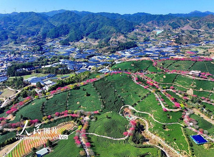 福建龙岩:花开茶山|龙岩市|福建省|樱花_新浪新闻
