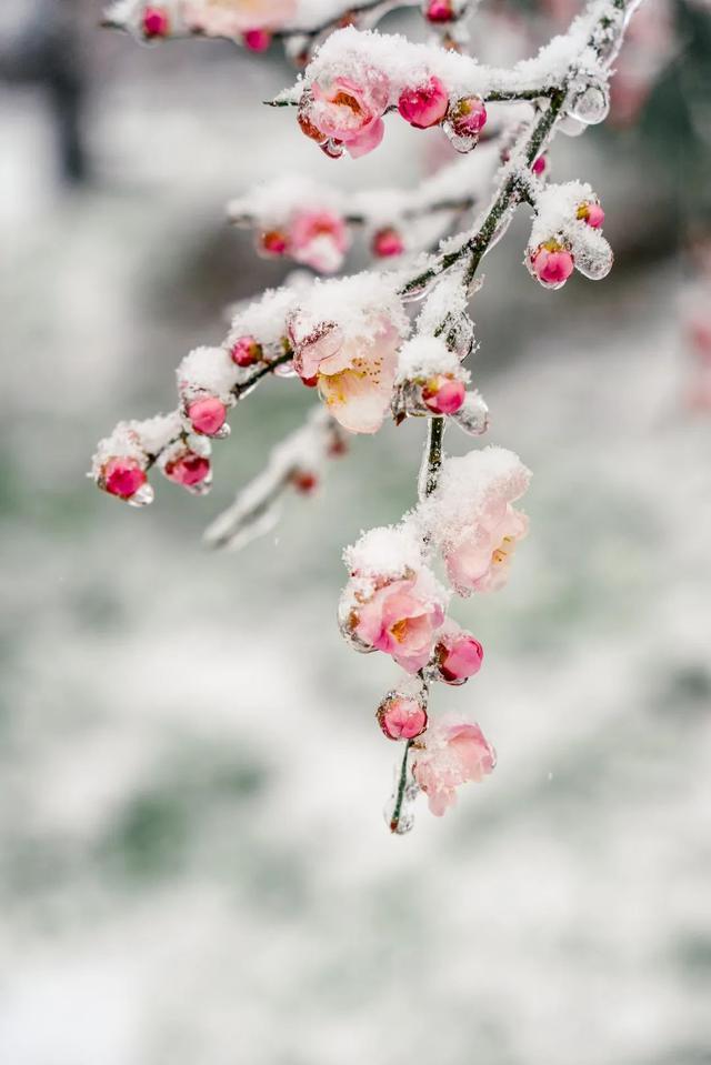 武大梅花正盛,早櫻含苞待春風!|龍泉|早櫻