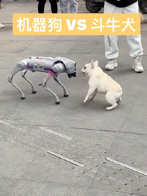机器狗 vs 斗牛犬,谁也不让