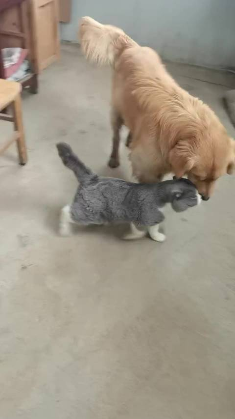 猫哥我说了让你小子给本喵喵舔毛