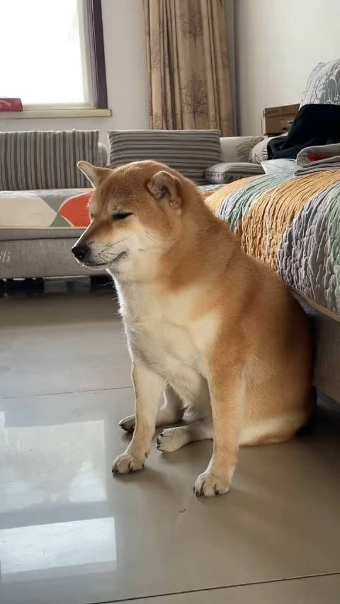 cheems我重生了又是一条柴犬