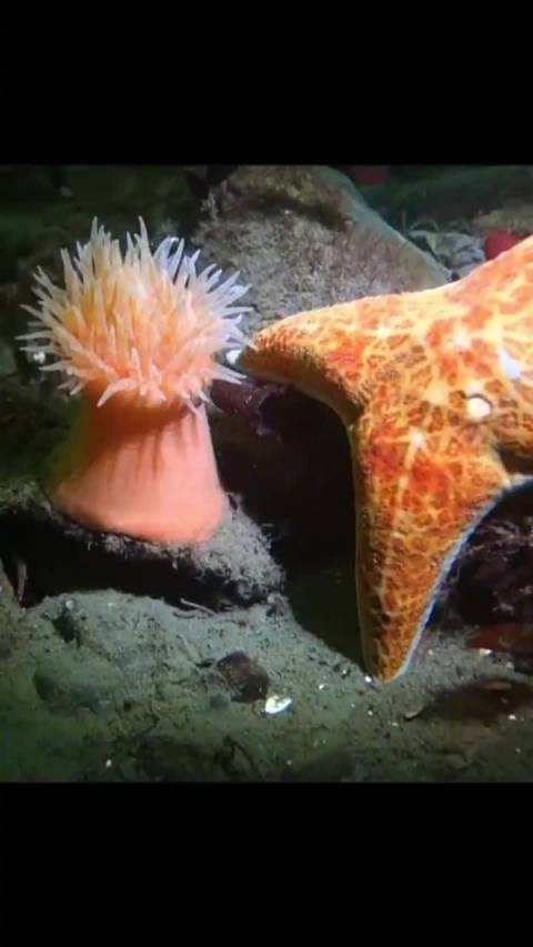 海葵看我风骚的走位