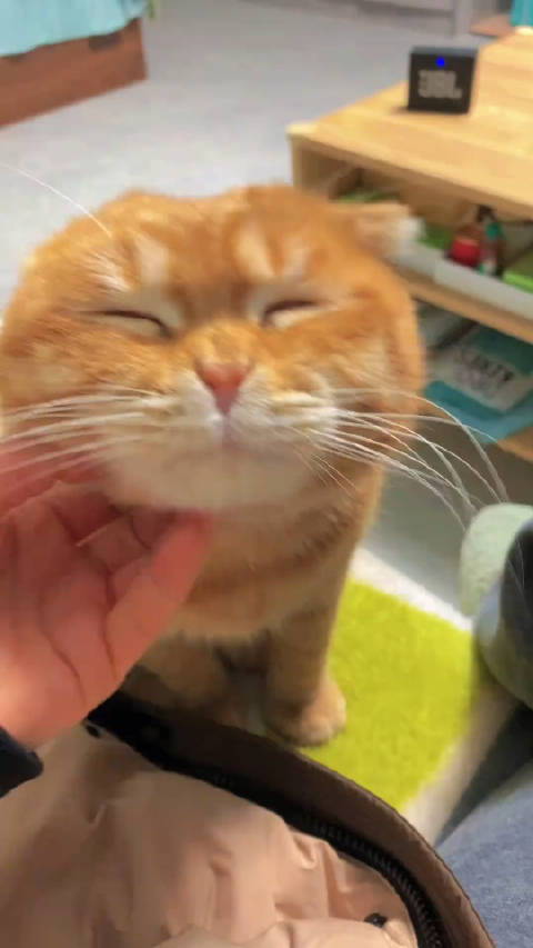 小猫咪怼脸拍